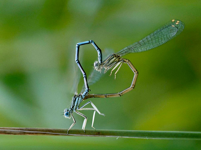 Amour04-Libellules.jpg