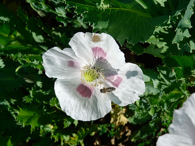 PapaverSomniferum2.jpg